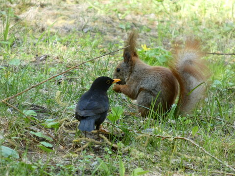 Squirrel and black bird are eating in the green grass. High quality photo