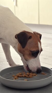 The owner feeds her Jack Russell Terrier dry food from a slow-feed bowl.