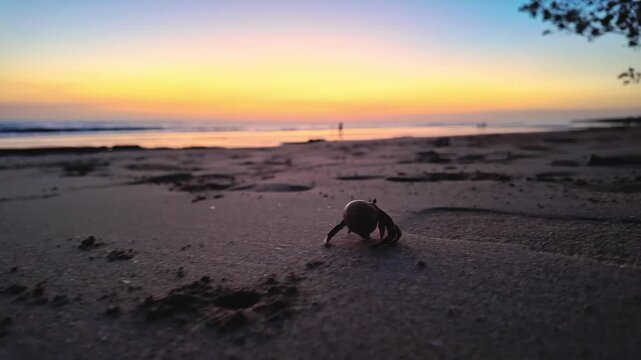 Small ghost crab walking sideways on sandy beach at sunset