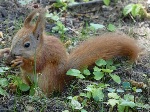 Portrait of a grey squirrel eating acorn on a tree stump in summer. High quality photo