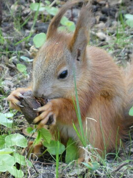Portrait of a grey squirrel eating acorn on a tree stump in summer. High quality photo