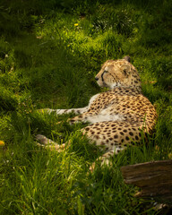 Cheetah in the grass  © TheMeatyFishman