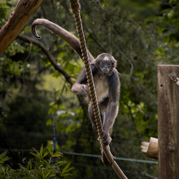 spider monkey (Ateles hybridus