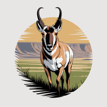 Pronghorn Antelope Standing Facing Front.