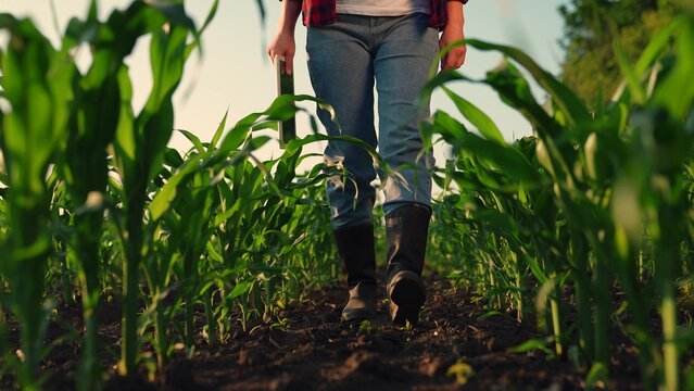 Farmer woman with computer tablet on green corn field. Farmer in rubber boots walks through field with green sprouts of corn, worker works on plantation. Agronomist on farm. Farmer in corn field works