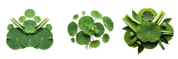 Lotus Leaves PNG Set, Realistic Green Water Lily Leaf Clipart, Top View Caladium Pennywort Foliage, Exotic Tropical Botanical Arrangement, Wellness Spa Cosmetic Ingredient Elements Isolated on White B © Joker