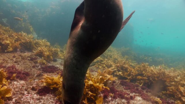 Playful sea lion swimming and diving underwater towards a rocky seabed covered with colorful red seaweed