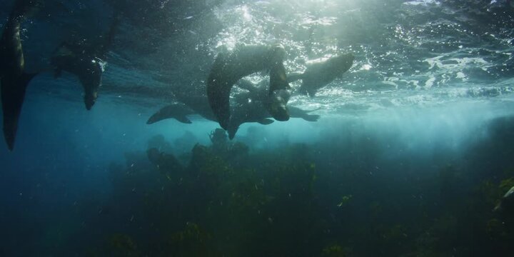 Silhouettes of sea lions diving and swimming underwater in the blue ocean against bright sun rays