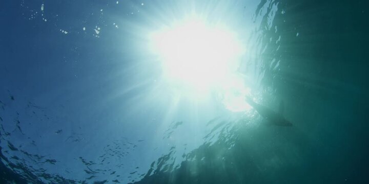 Underwater silhouette of a sea lion swimming towards the bright sun rays at the ocean surface