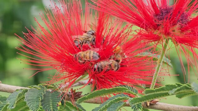 Close-up 4K footage of multiple honey bees pollinating red powder puff flowers (Calliandra haematocephala) in Cordoba, Argentina. Tropical flowering plant with active pollinators in natural environmen