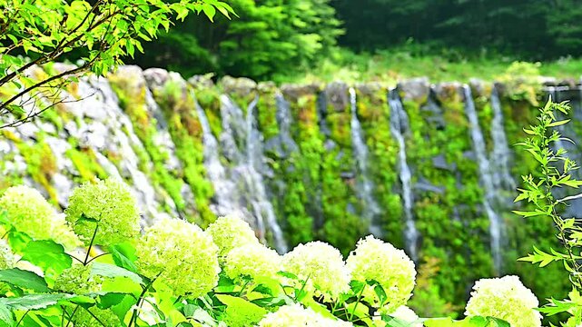 新緑の木々と滝と紫陽花