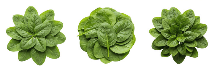 Fototapeta premium Fresh Green Spinach Leaves Arranged in Circular Floral Patterns Isolated on White Background, Healthy Organic Salad Greens, Raw Vegetable Food, Nutrition Elements, and Cooking Design Concepts