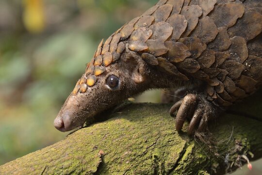 Long-tailed pangolin (Phataginus tetradactyla), Mangamba, Littoral Province, Cameroon