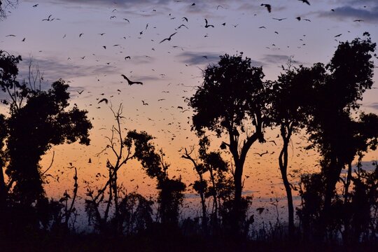 Straw-coloured Fruit Bats (Eidolon helvum), in flight at first light, Kasanka National Park, Zambia