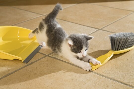 Kitten playing with dustpan and broom