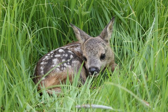 Fawn (Capreolus capreolus), Allgaeu region, Bavaria, Germany, Europe
