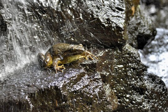 Goliath frog (Conraua goliath) under a waterfall, largest frog in the world, Mangamba in Nkongsamba, Littoral Province, Cameroon