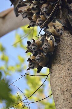 Straw-coloured Fruit Bats (Eidolon helvum) on a tree, Kasanka National Park, Zambia