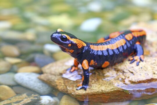 Orange Fire salamander (Salamandra salamandra), Rare colour variation, Solms, Hesse, Germany