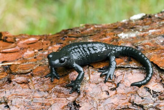 Alpine Salamander (Salamandra atra), Lechtal, Tirol, Austria