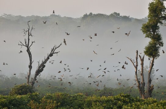 Straw-coloured Fruit Bats (Eidolon helvum), in flight, Kasanka National Park, Zambia