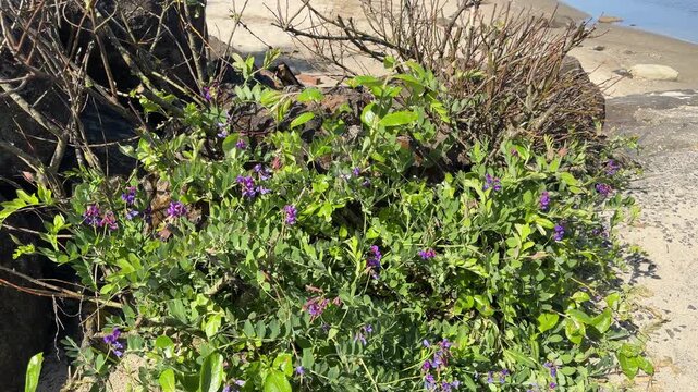 Seaside pea plant - Lathyrus japonicus - on Fogarty Creek Beach in Lincoln City, Oregon.