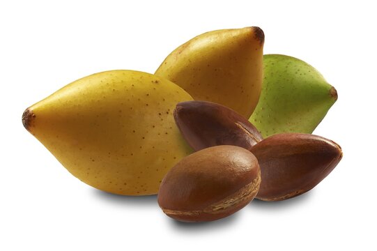 Fresh Argan fruits and Argan nuts (Argania spinosa), Morocco