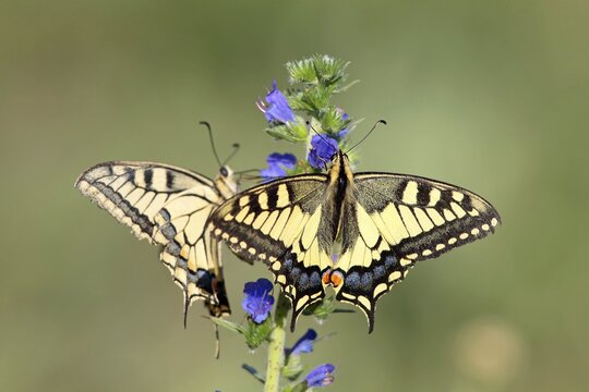 Swallowtail (Papilio machaon) sitting on Viper's bugloss (Echium vulgare), Hesse, Germany