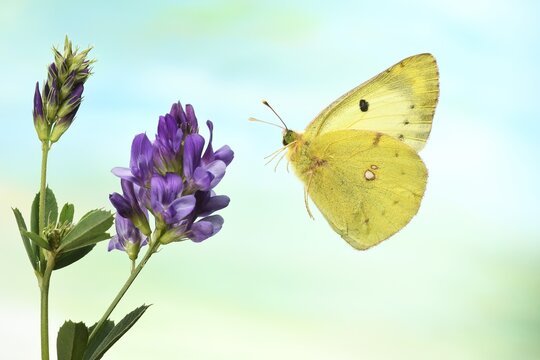 Pale Clouded Yellow (Colias hyale), in flight, on a flower, Alfalfa (Medicago sativa), Germany
