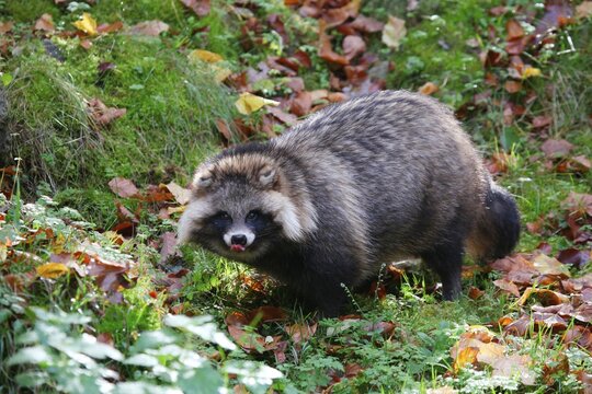 Raccoon dog (Nyctereutes procyonoides), Bad Mergentheim outdoor enclosure, Baden-Wuerttemberg, Germany, Europe