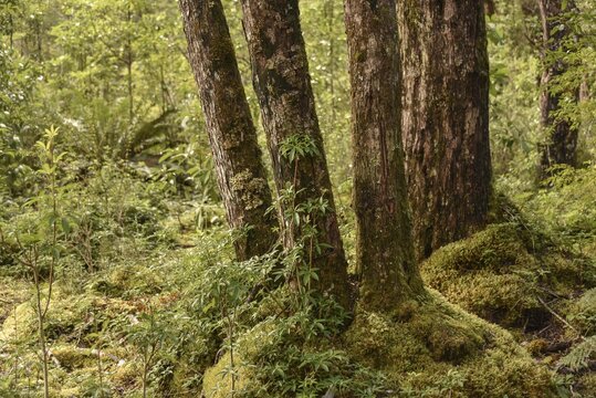 Temperate rainforest, jungle with ferns at Carretera austral, near Puerto R&iacute;o Tranquilo, Valle Exploradores, Parque Nacional Laguna San Rafael, Patagonia, Chile