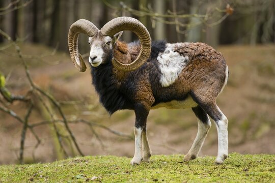 European Mouflon (Ovis ammon musimon), ram, captive, Saxony, Germany