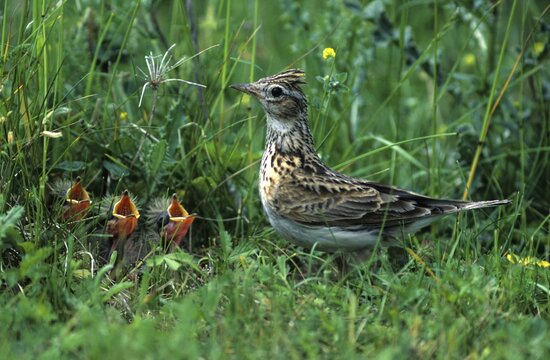 Skylark (Alauda arvensis), lark