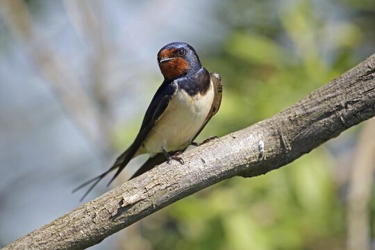 Barn Swallow (Hirundo rustica), Burgenland, Austria, Europe