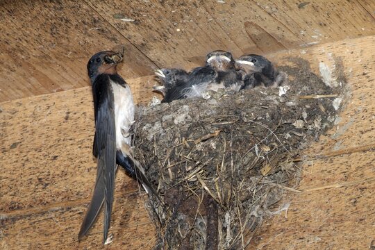 Barn Swallow (Hirundo rustica) feeding young in nest, Schwaz, Tyrol, Austria, Europe