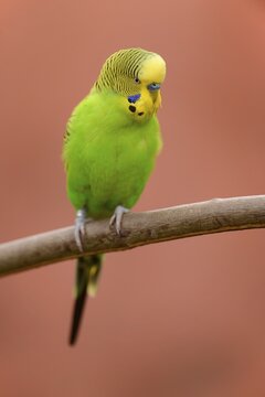 Budgerigar (Melopsittacus undulatus), male, captive, Saxony-Anhalt, Germany