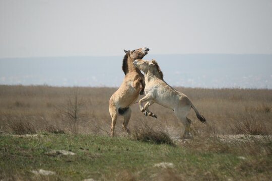 Przewalski's horses (Equus ferus przewalskii), playing young stallions, Burgenland, Austria, Europe
