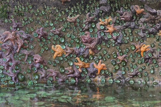 Tide pool with Ochre Sea Stars (Piaster ochraceus) and Giant Green Sea Anemones (Anthopleura xanthogrammica), Pacific Coast, Olympic National Park, Washington, USA