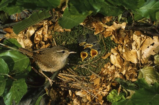 Winter wren [Troglodytes troglodytes] at nest