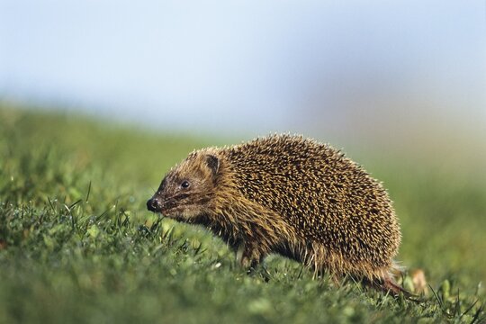 European Hedgehog (Erinaceus europaeus) in spring