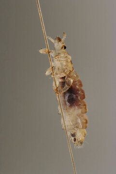 Head louse (Pediculus humanus capitis) on a human hair, Germany