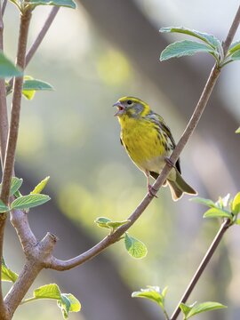 European Serin (Serinus serinus), male, sitting on a branch and singing, Schwaz, Tyrol, Austria