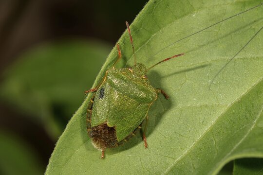 Green shield bug (Palomena prasina) on a leaf, Baden-W&uuml;rttemberg, Germany