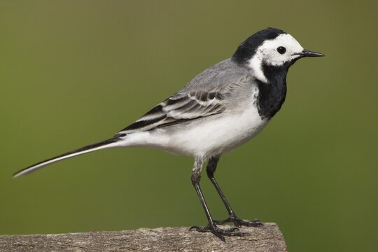 White Wagtail (Motacilla alba), Germany