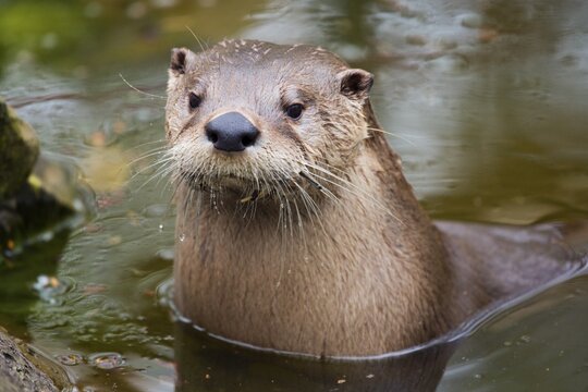 Eurasian otter (Lutra lutra), portrait, captive, Germany