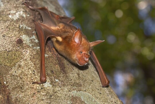 Bat, unidentifed species, Tsingy de Bemaraha, Madagascar