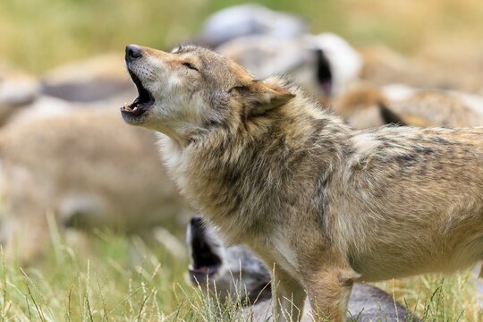 A wolf raises its head to howl, surrounded by others in the grass, Timberwolf, wolf, American wolf, (Canis lupus lycaon), Germany