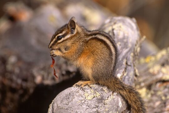 Chipmunk (Tamias), Yellowstone National Park, Wyoming, USA