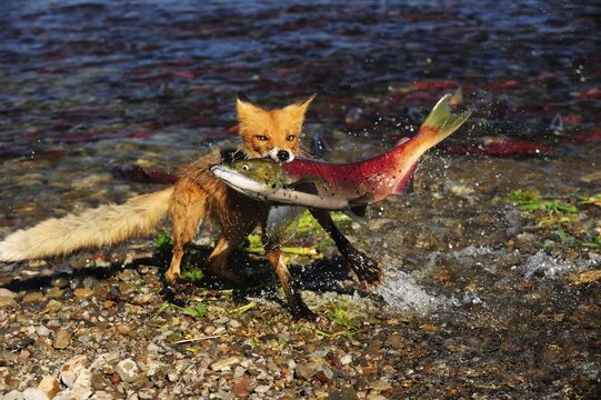 Red Fox (Vulpes vulpes) with a caught salmon, Kurile Lake, Kamchatka Peninsula, Russia