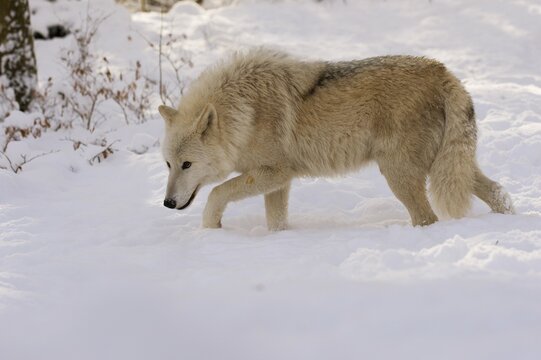 Arctic Wolf (Canis lupus arctos) walking in snow, captive, Rhineland-Palatinate, Germany